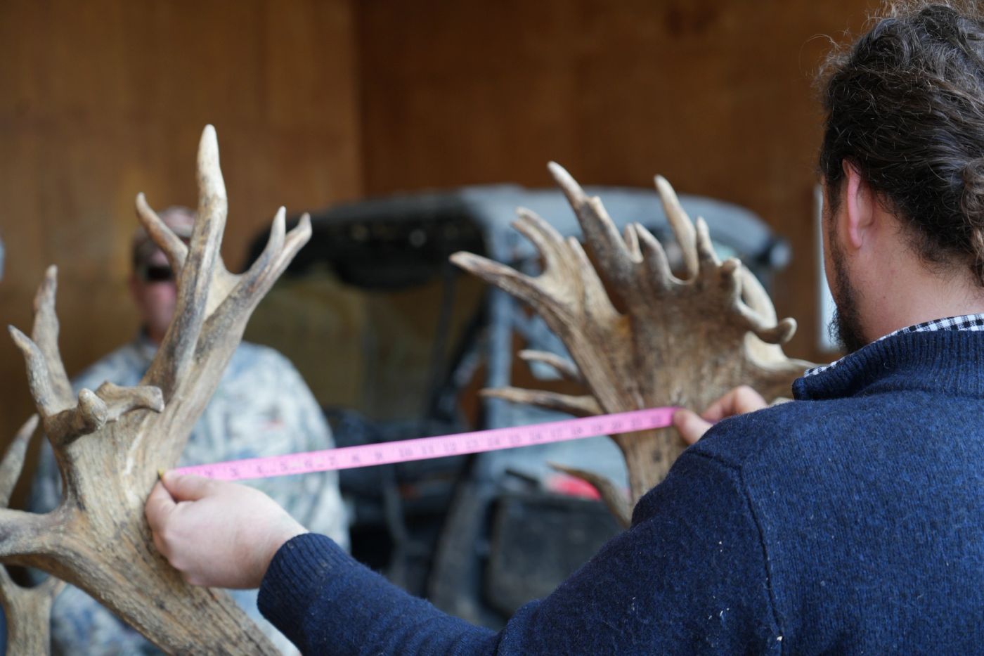 Measuring the inside span between a red stag's main beams with a tape