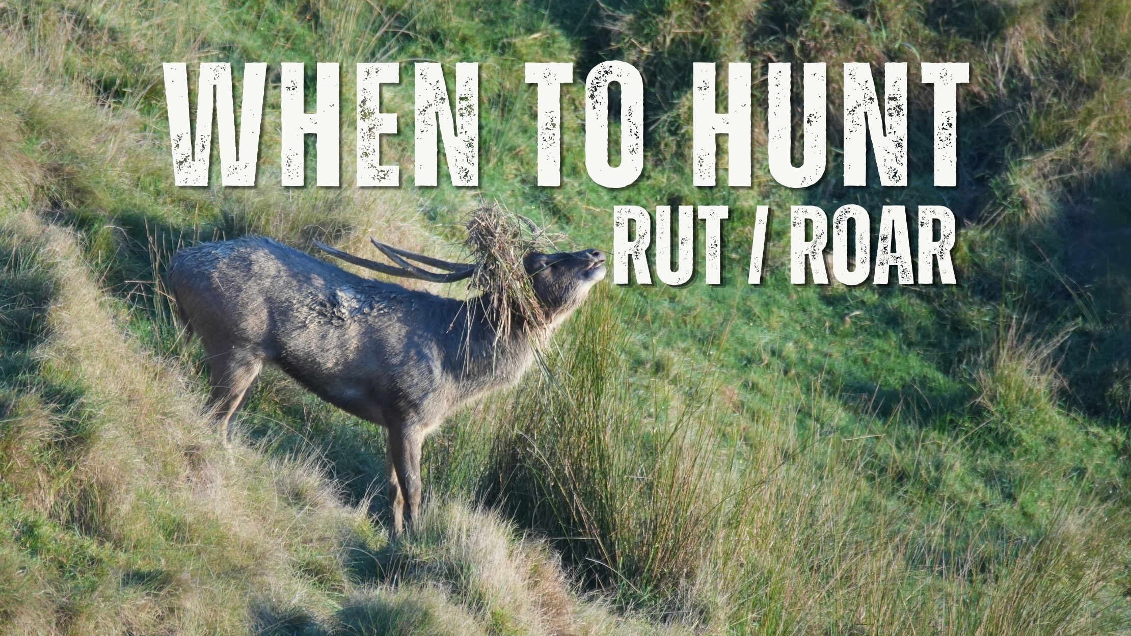 Rusa deer roaring in long grass, titled When to Hunt, roar and rut