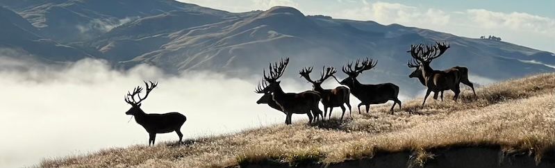 Red Stag Hunting packages – North Island Estate