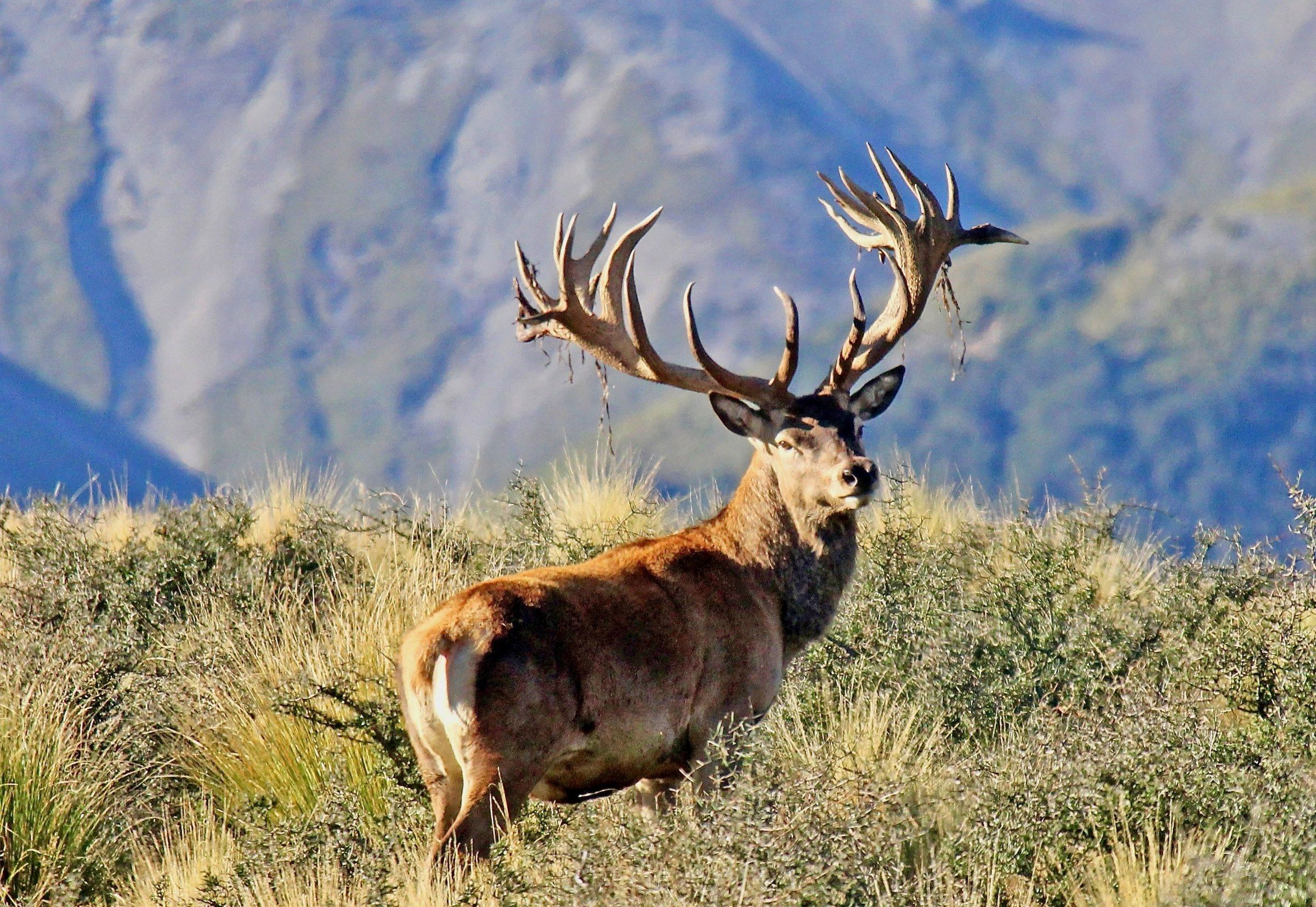 High Peak Hunting NZ