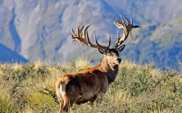 High Peak Hunting NZ