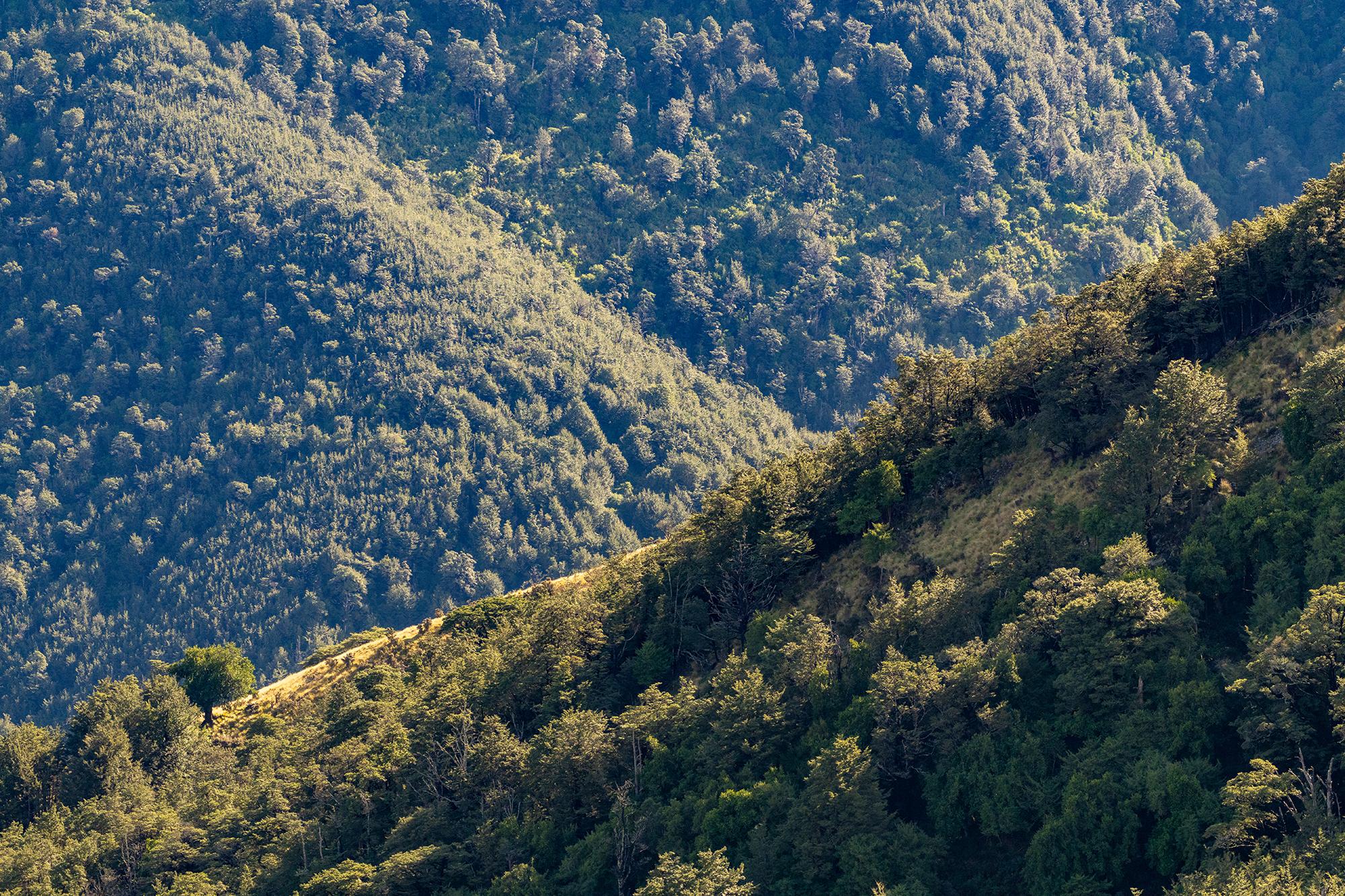 High Peak Hunting NZ gallery photo 9