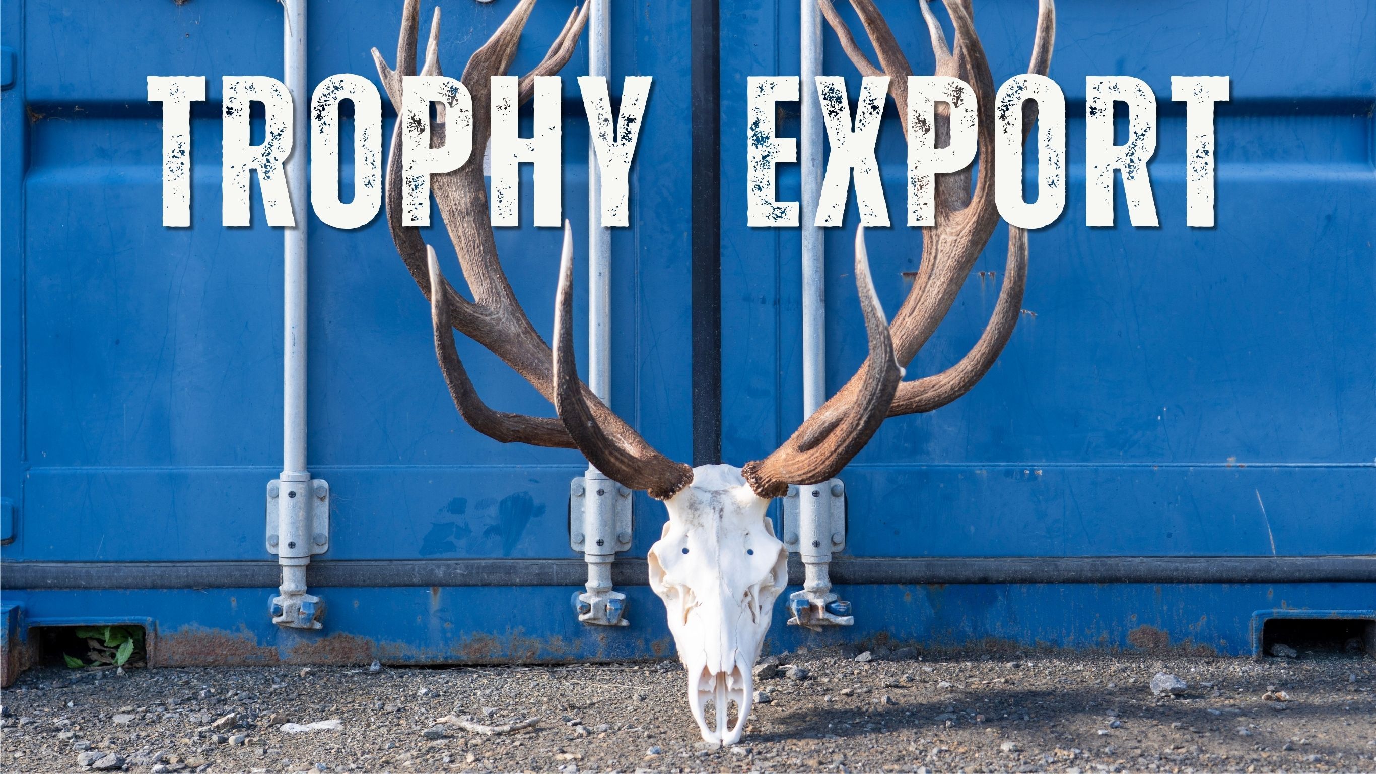 Large deer skull with branching antlers displayed against a blue shipping container, with bold white text reading ‘THROPHY EXPORT’ across the top