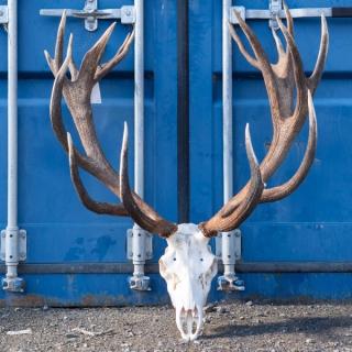 Large deer skull with branching antlers displayed against a blue shipping container, with bold white text reading ‘TROPHY EXPORT’ across the top