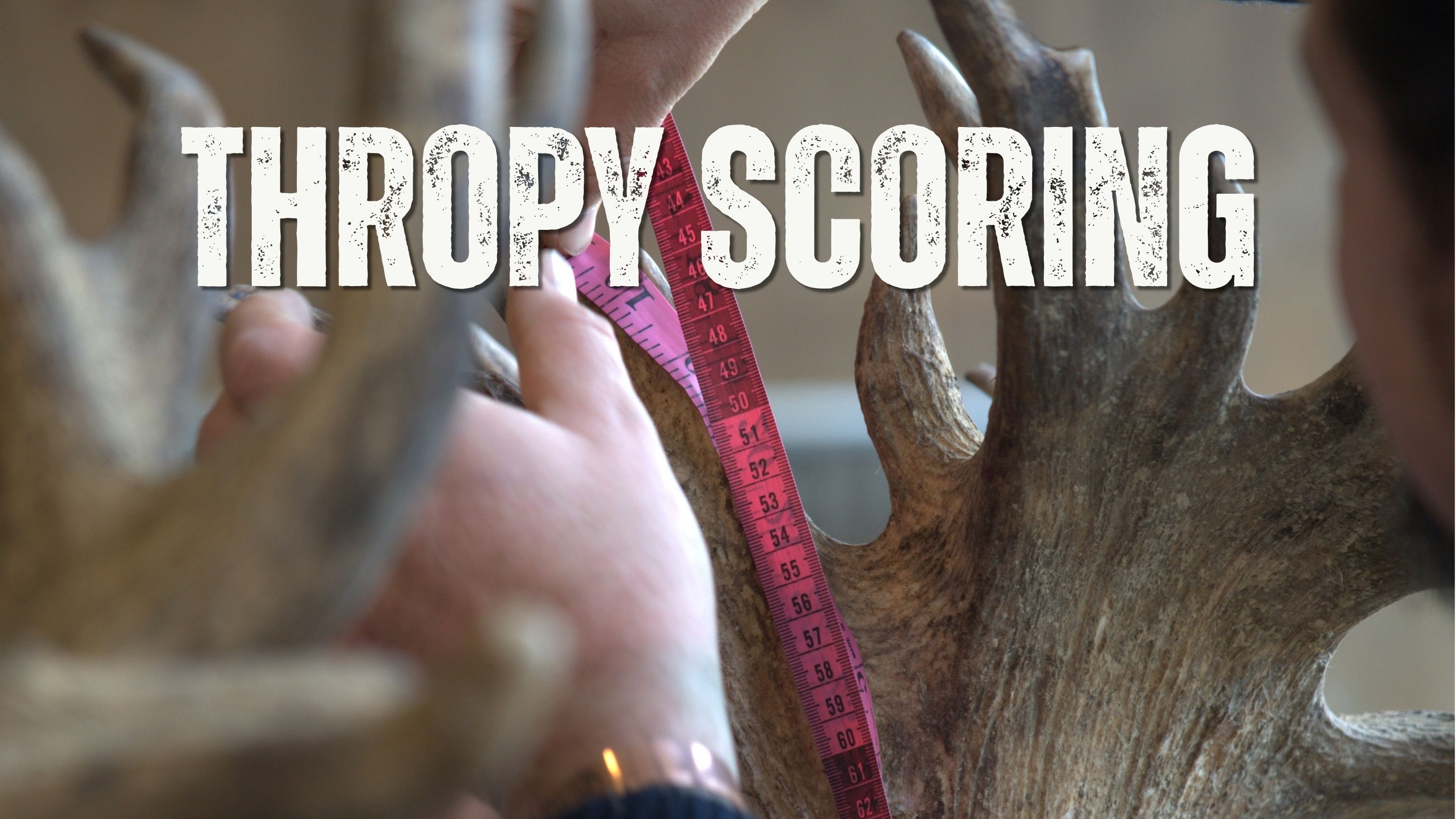 A tape measure running up a red stag's antler crown, with the words "Trophy Scoring"