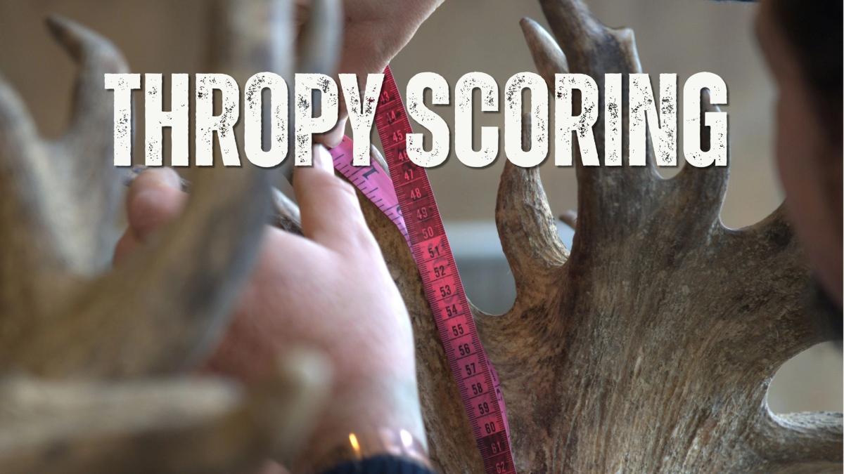 A tape measure running up a red stag's antler crown, with the words "Trophy Scoring"