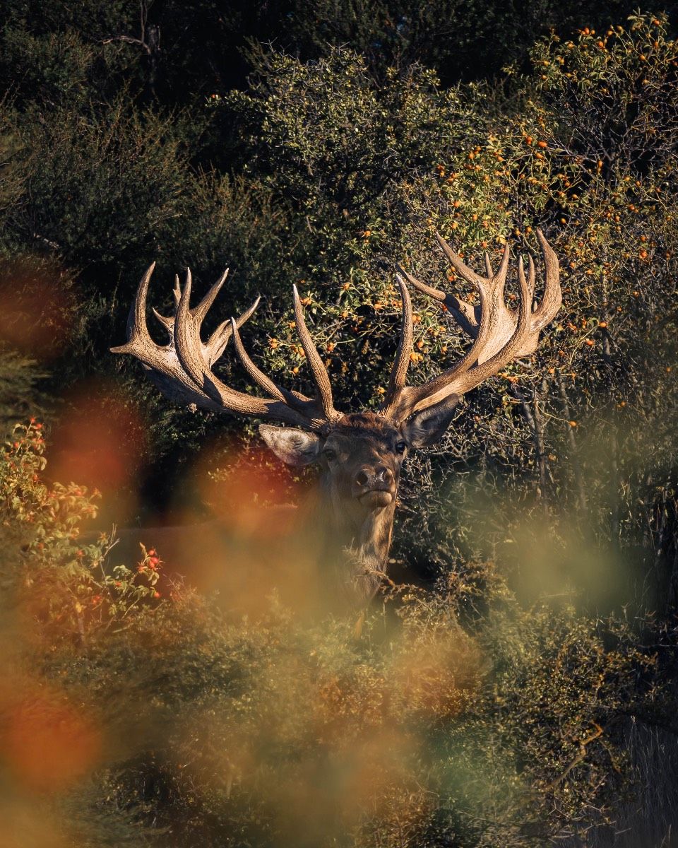 Doddsy's Hunting gallery photo 6