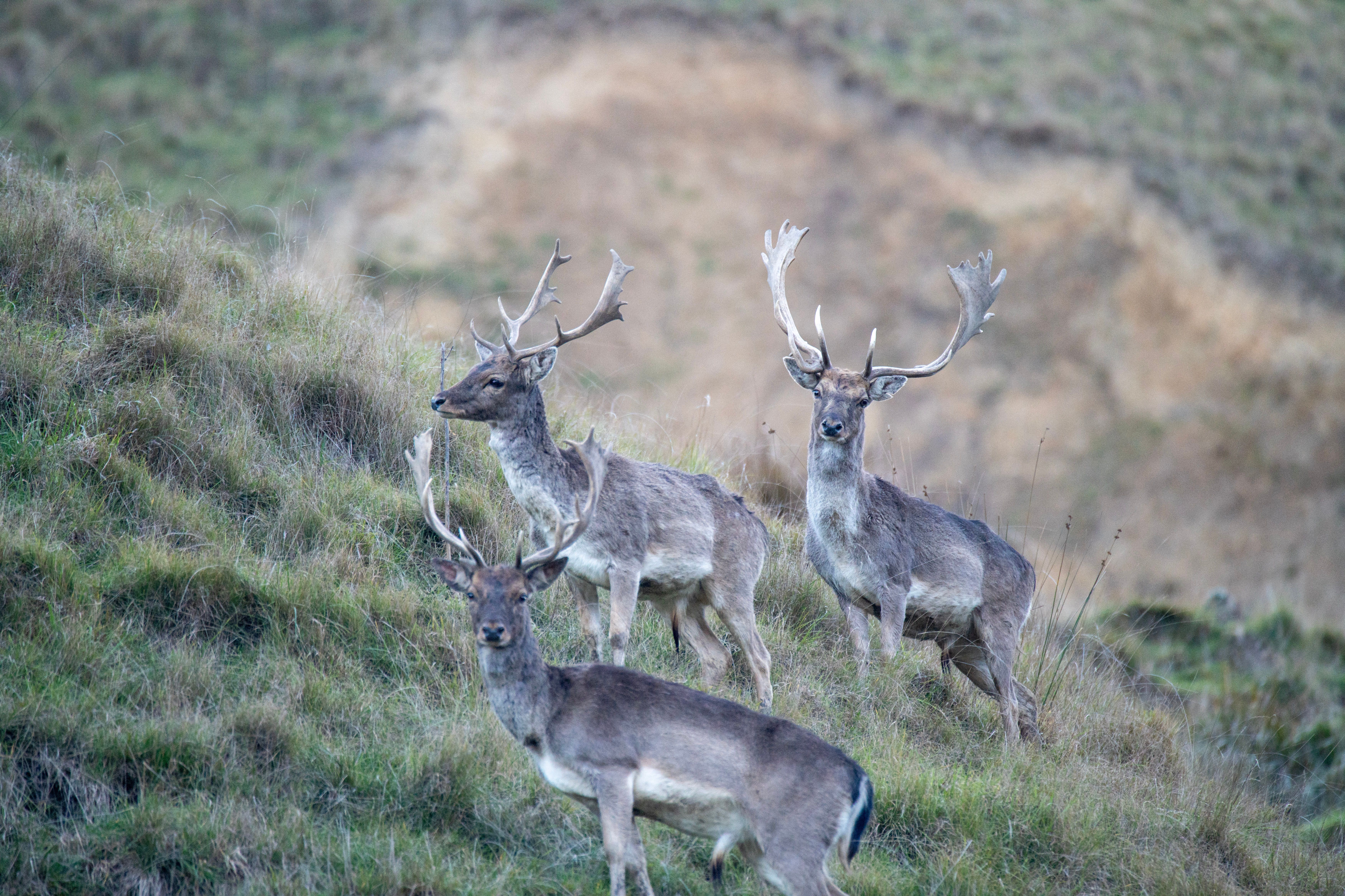 Three fallow bucks in velvet on a green hill face below a clay slip