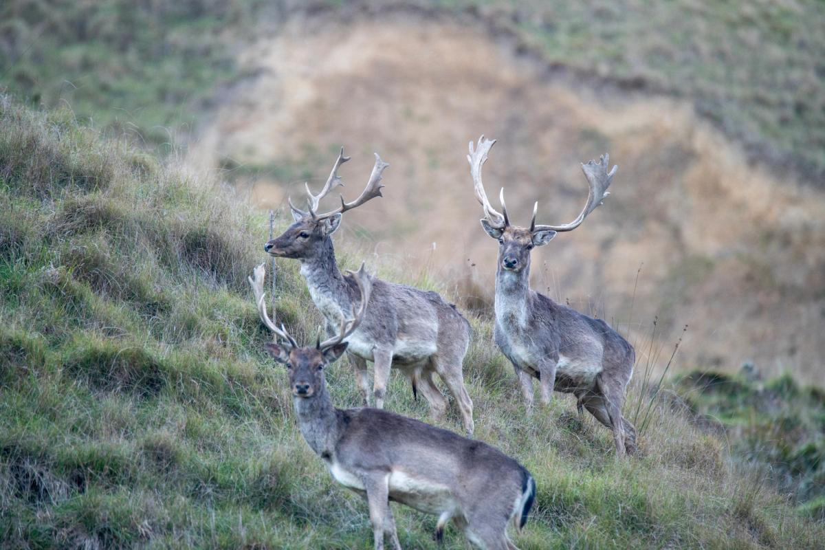Three fallow bucks in velvet on a green hill face below a clay slip