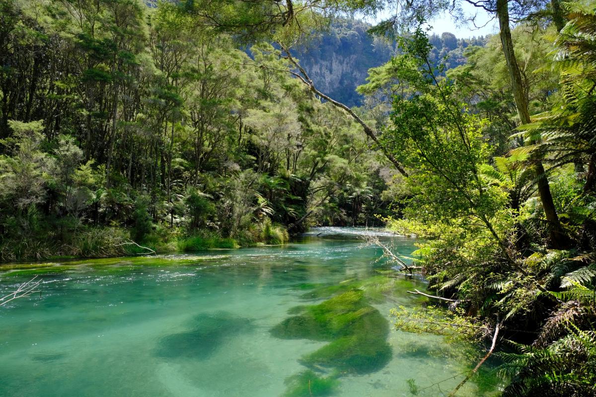 Spring-fed stream running bright green through native bush