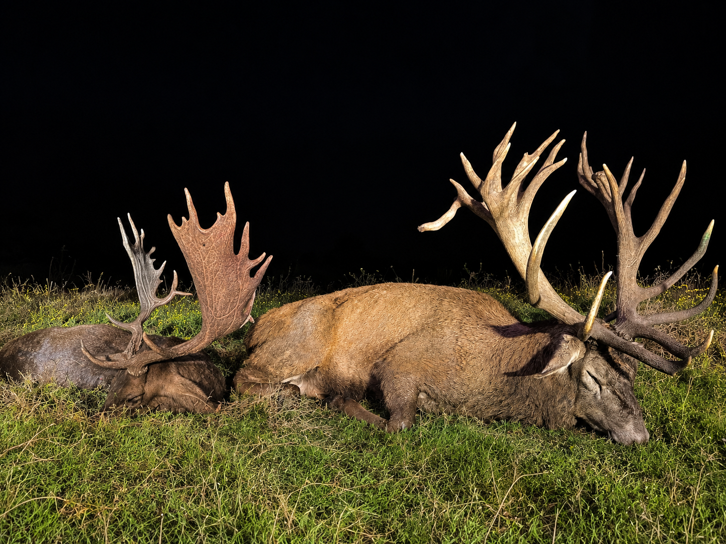 4 night 5 day Red stag and Fallow Combo