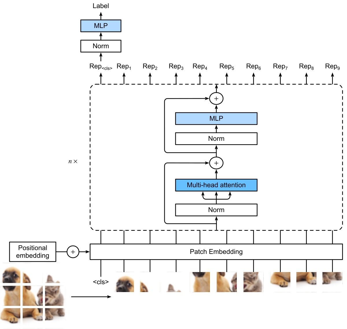 Diagram arsitektur Vision Transformer: gambar dipecah menjadi patch, diproyeksikan secara linear, lalu diproses encoder transformer