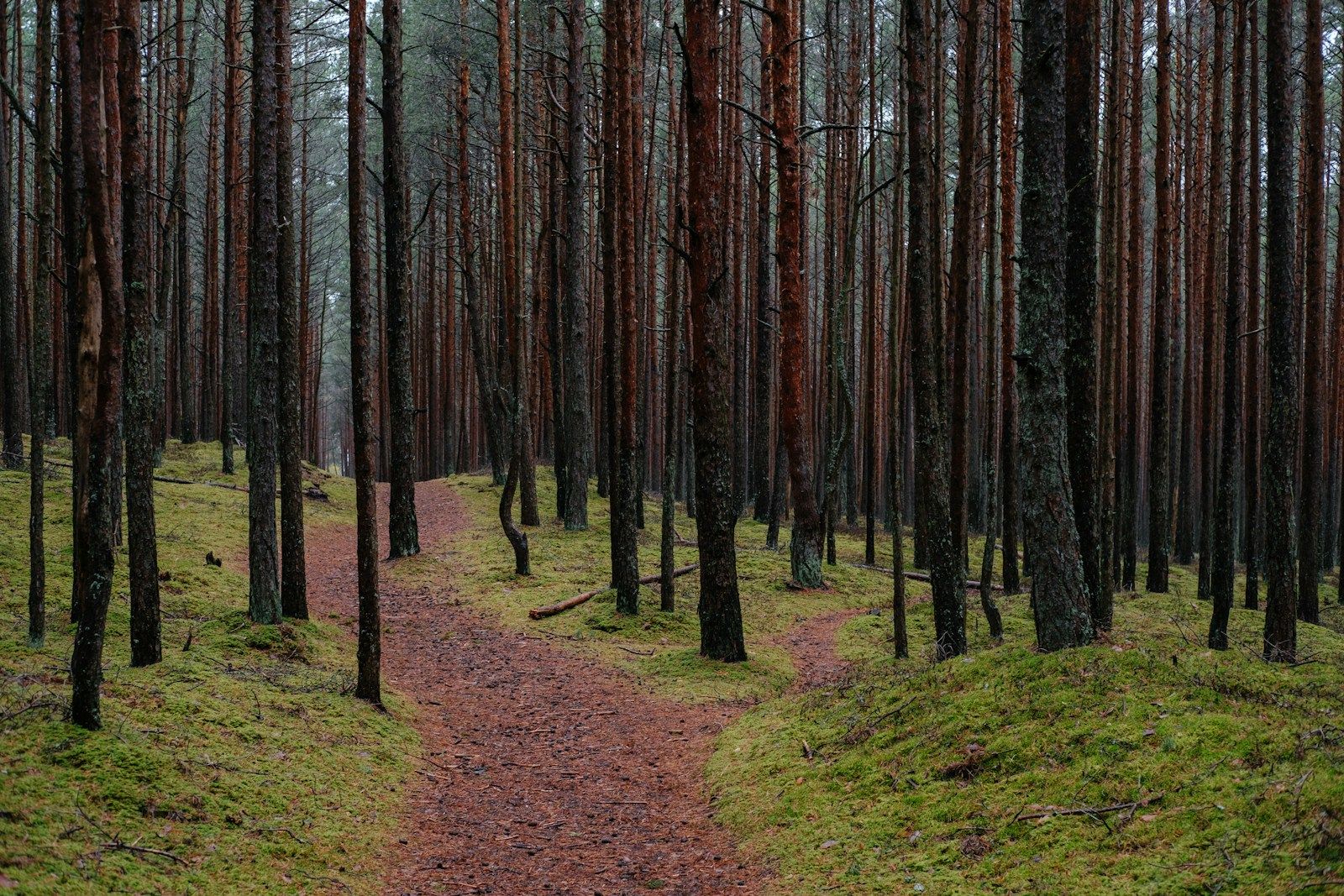 Memahami Konsep Feature Importance dan Implementasinya dengan Random Forest untuk Seleksi Fitur