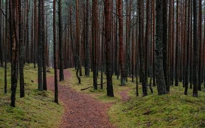 Memahami Konsep Feature Importance dan Implementasinya dengan Random Forest untuk Seleksi Fitur