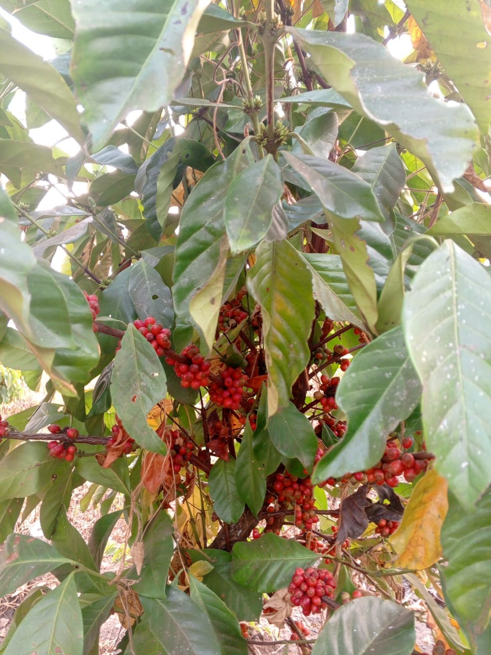 Ripe FAULINA coffee cherries