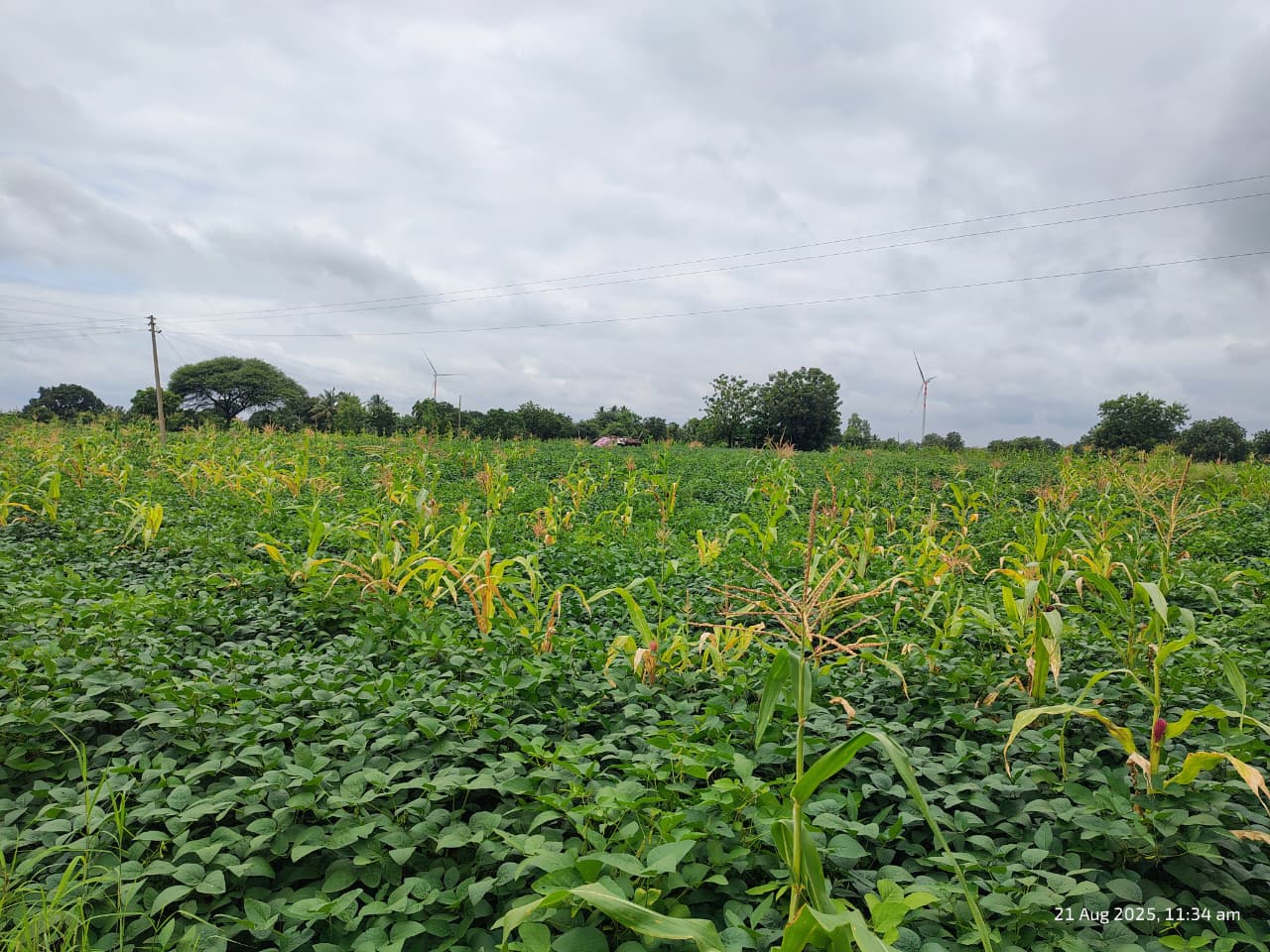 soybean