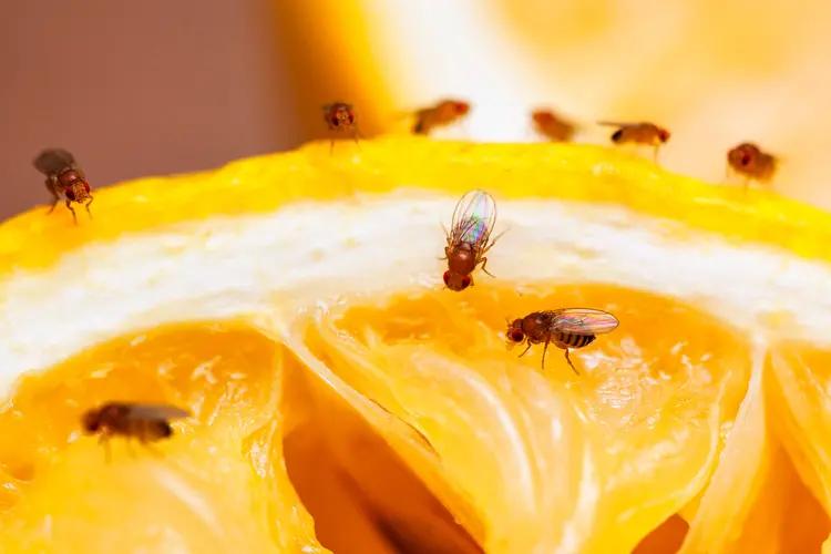 Close Up image of Fruit Flies eating fresh orange