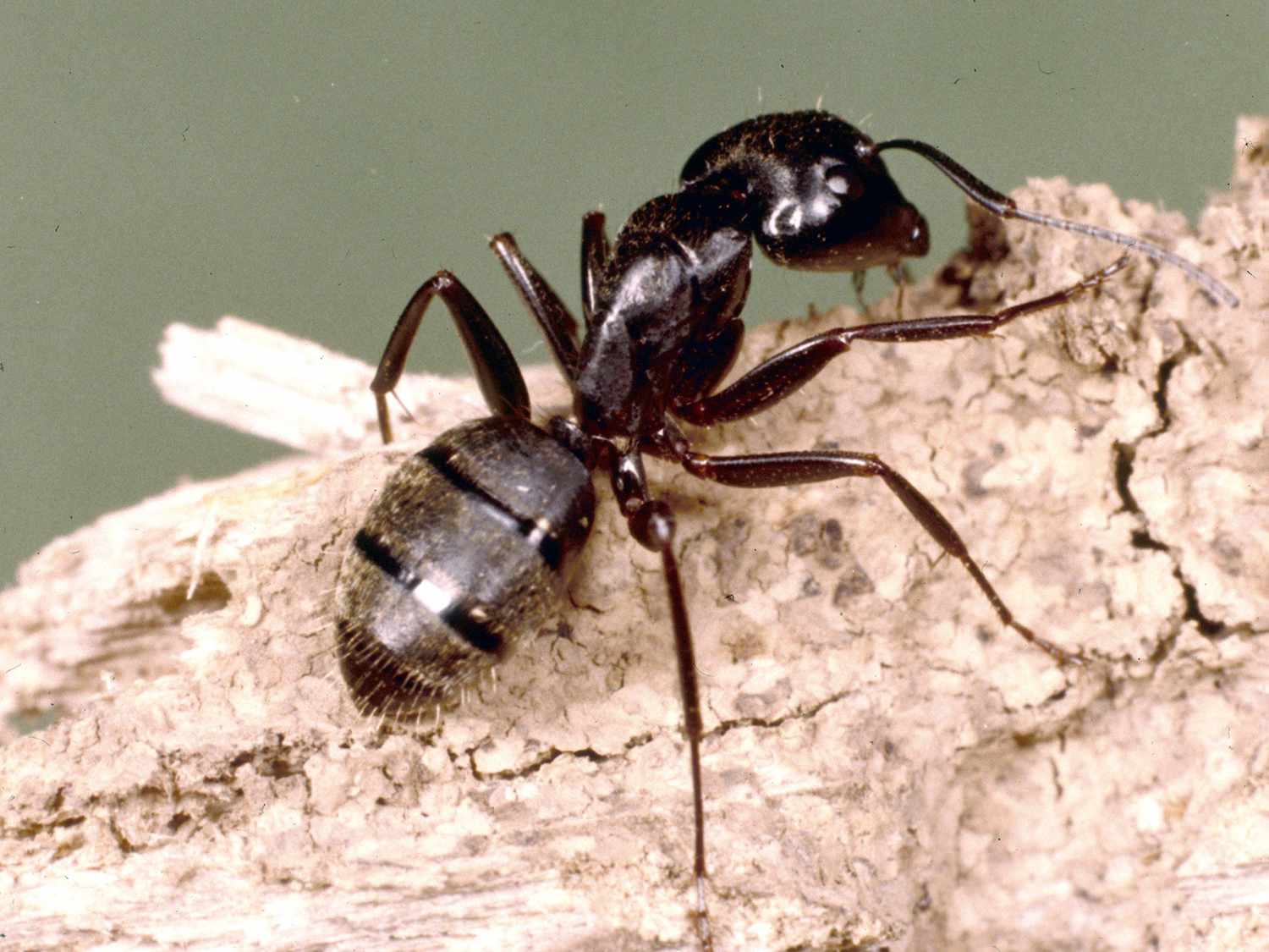 Everything You Need To Know About Carpenter Ants | Adam's Pest Control
