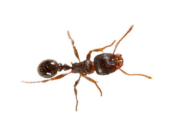 Pavement Ant