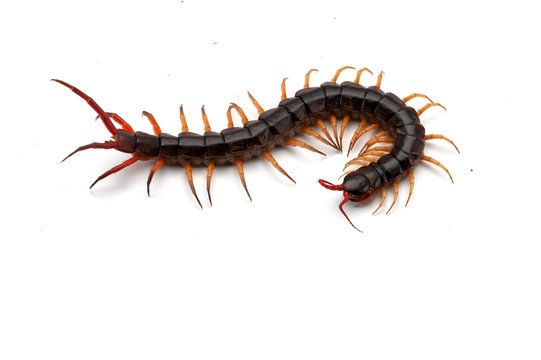 Centipedes on the Increase in Minnesota Homes | Adam's Pest Control