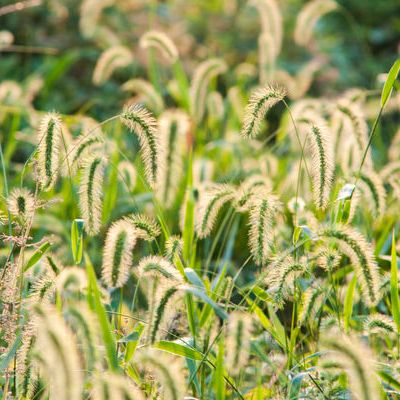Foxtail | Adam's Pest Control