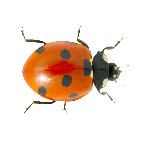 Ladybug infestation on window frame in a Minnesota home