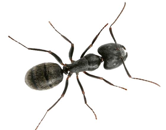 Carpenter Ant