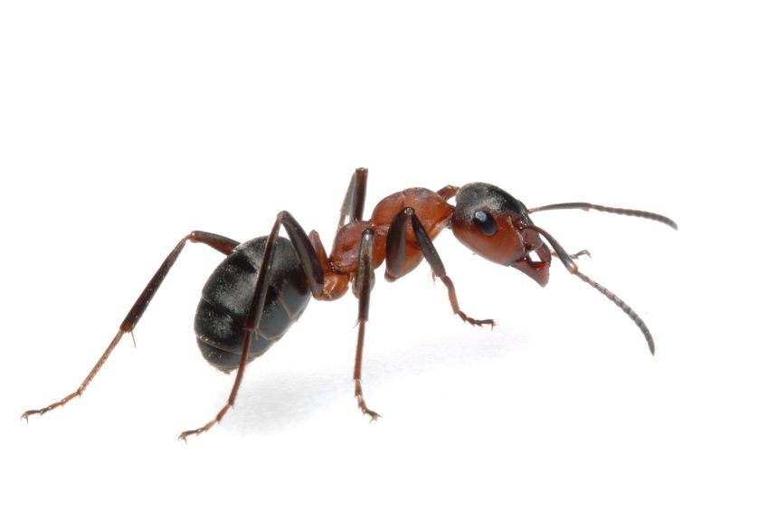 Pavement ant