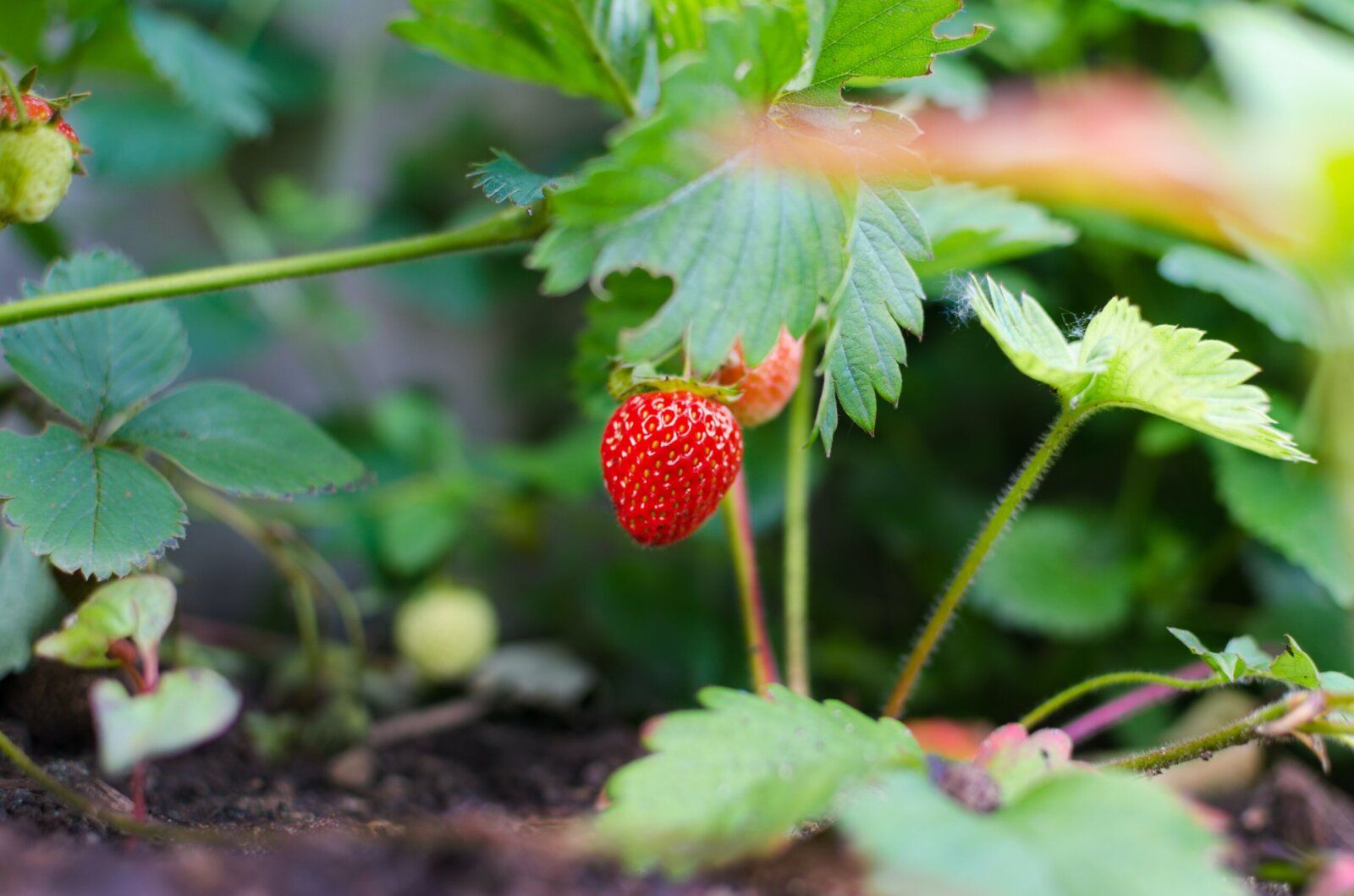 Strawberry Root Weevils