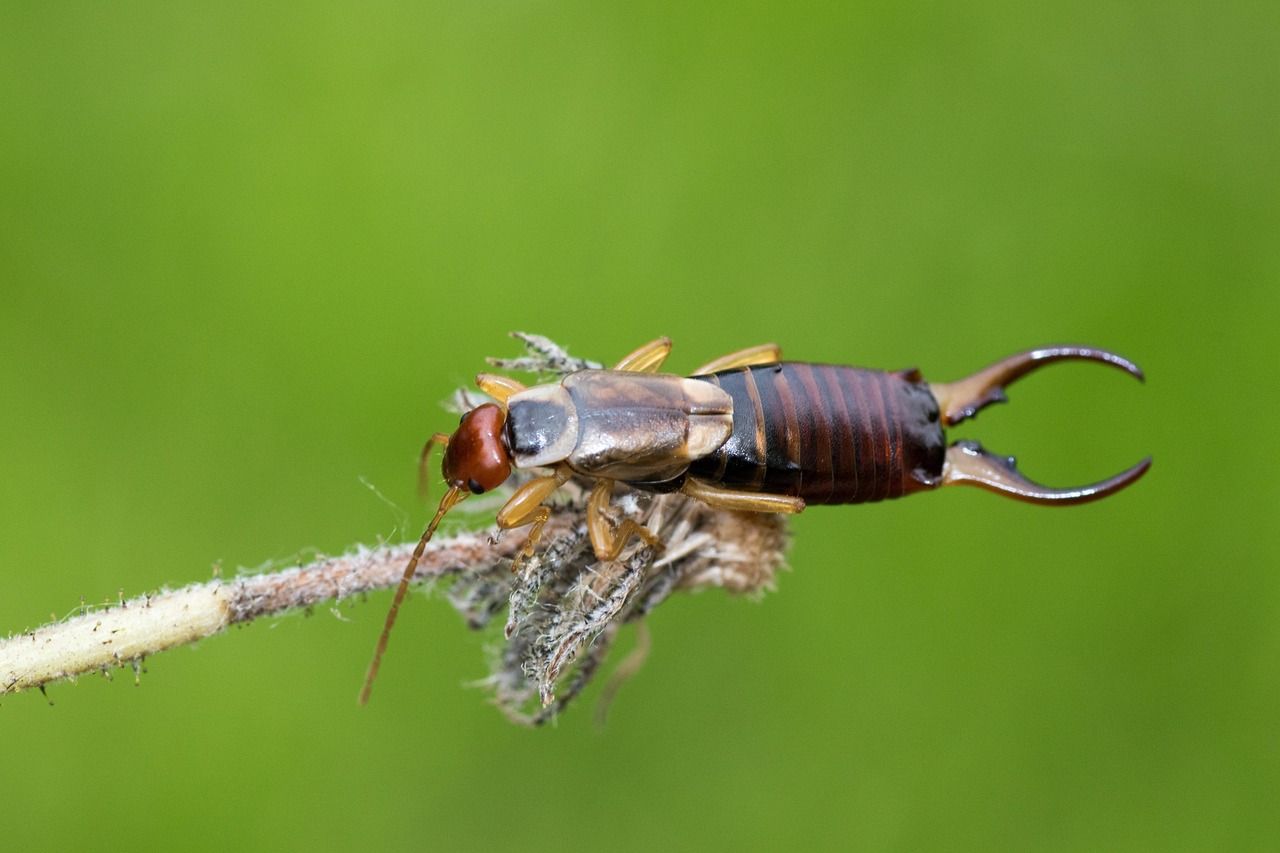 Do Earwigs Lay Really Enter Your Ears and Eat Your Brain? | Adam's Pest ...