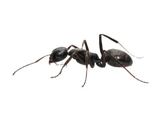 Field Ant