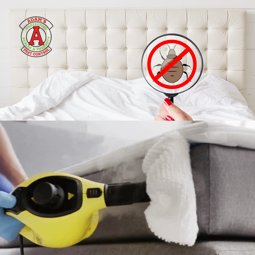 Image of Adam's heat treatment on bed bugs