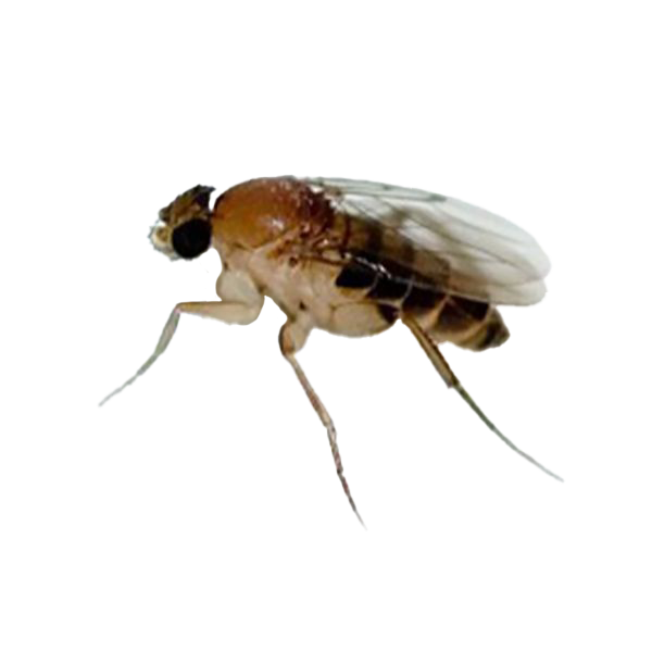 Phoring Insect Flying Insects | Adam's Pest Control