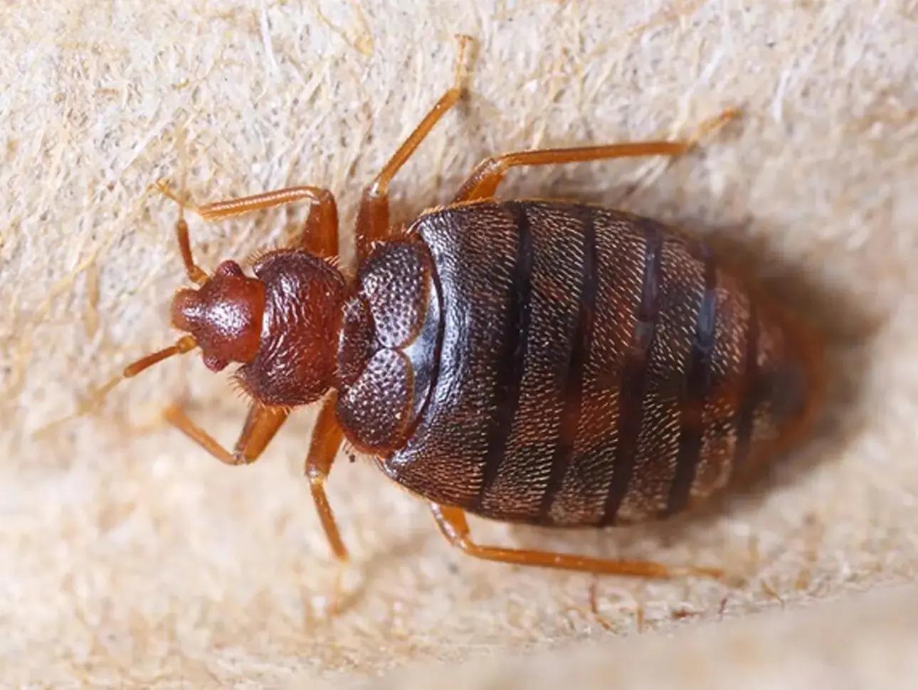 Koting Insect Bed Bug Awareness Week | Adam's Pest Control