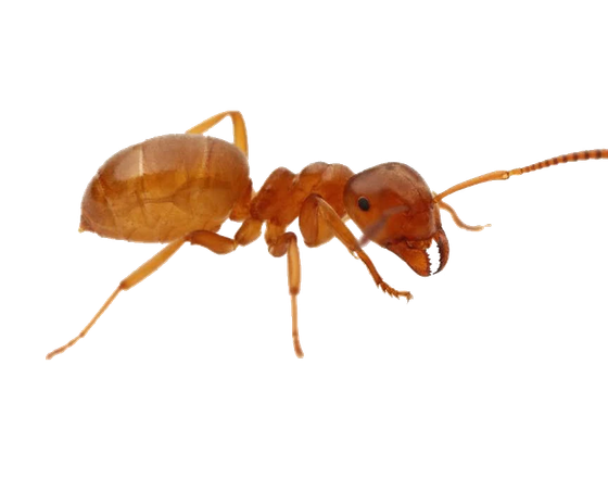 Cornfield Ant
