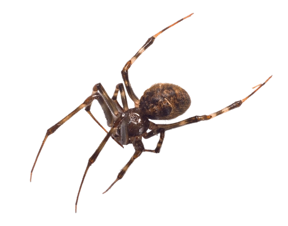 Common House Spider
