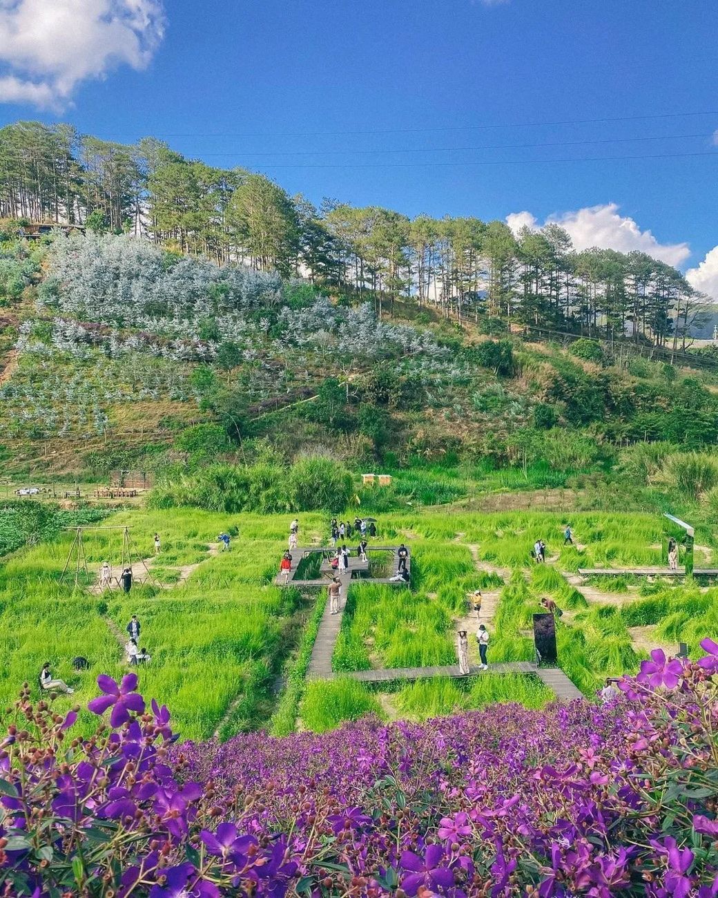 Da Lat — Flower farms