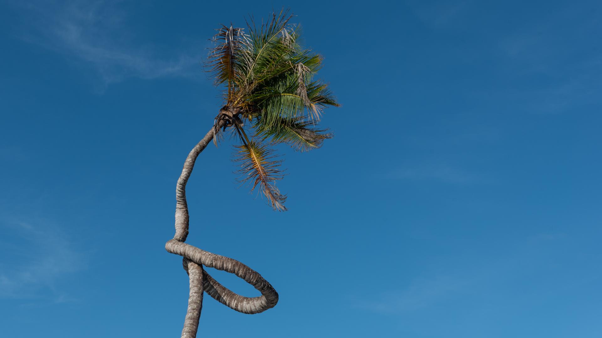 Ocean Room with Twisted Palm View at Be Zanzibar - photo 1