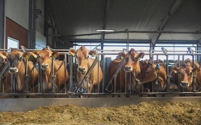 Ile kosztuje hala dla bydła w 2025? Kompletny przewodnik cenowy