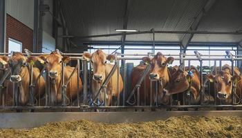 Ile kosztuje hala dla bydła w 2025? Kompletny przewodnik cenowy