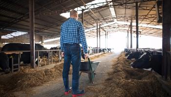 Czym są wiaty dla bydła?