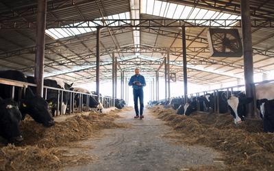 Komfort bydła w halach i wiatach