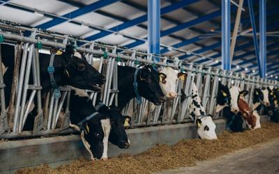 Specjalistyczne hale dla bydła