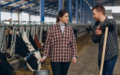 hala czy wiata? - co lepsze dla bydła