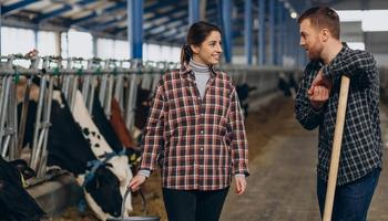 hala czy wiata? - co lepsze dla bydła