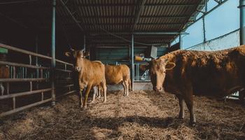 Ile kosztują hale i wiaty na opasy?