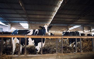 Koszty i wymagania prawne budowy hal i wiat dla bydła