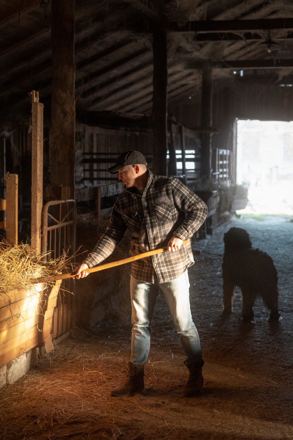 Obory dla bydła opasowego