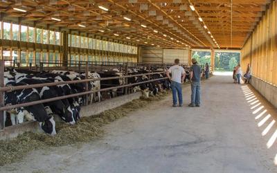 Czym są hale dla bydła?