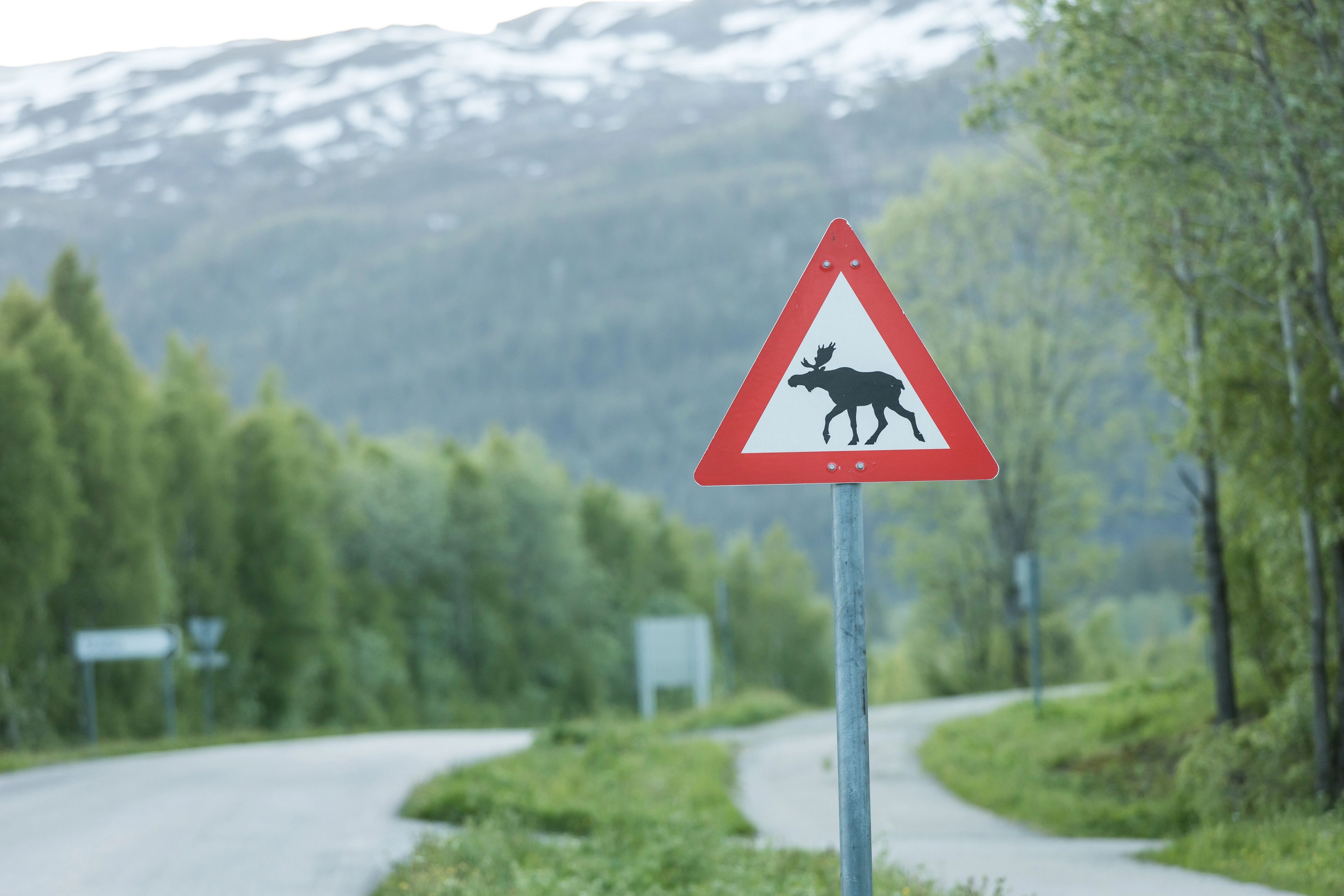Vei med trær på siden og fjell i bakgrunnen. I forgrunnen er det et skilt med bilde av elg.